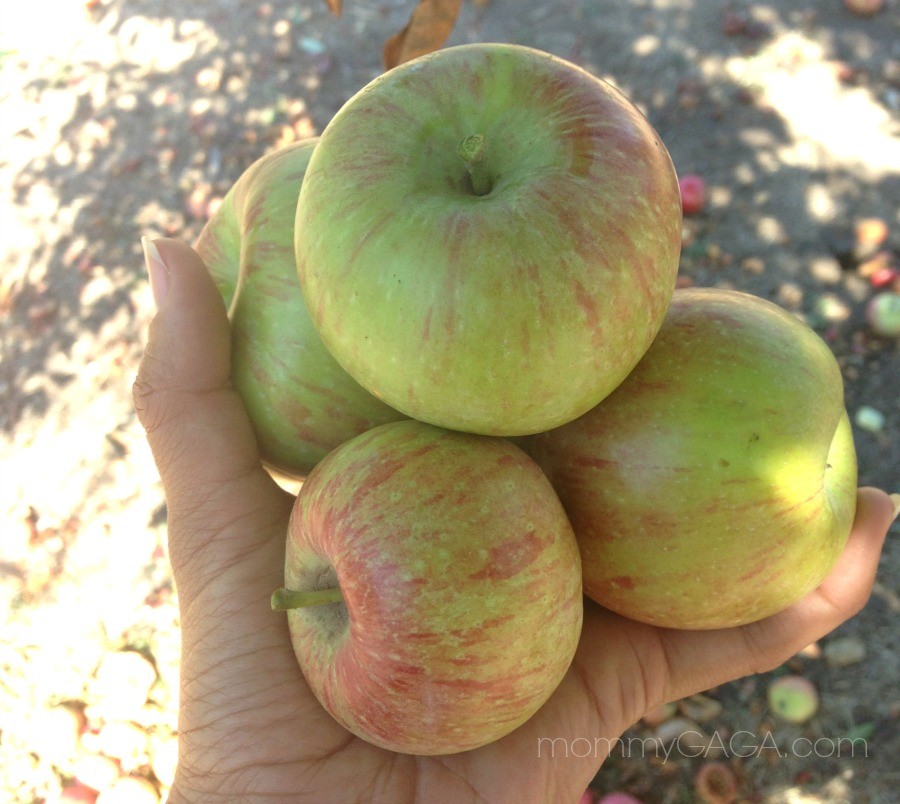 Go Apple Picking In San Diego: Top 5 U-Pick Apple Farms and Orchards
