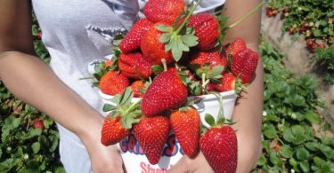 Strawberries from Carlsbad u-pick in San Diego