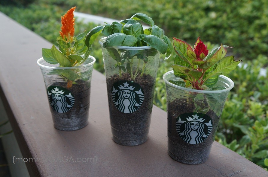Mini Plant Pots - an Easy Upcycle Craft for Kids - Projects with Kids