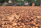 Fathom travel, cacao beans in the fermentation process, Chocal Dominican Republic